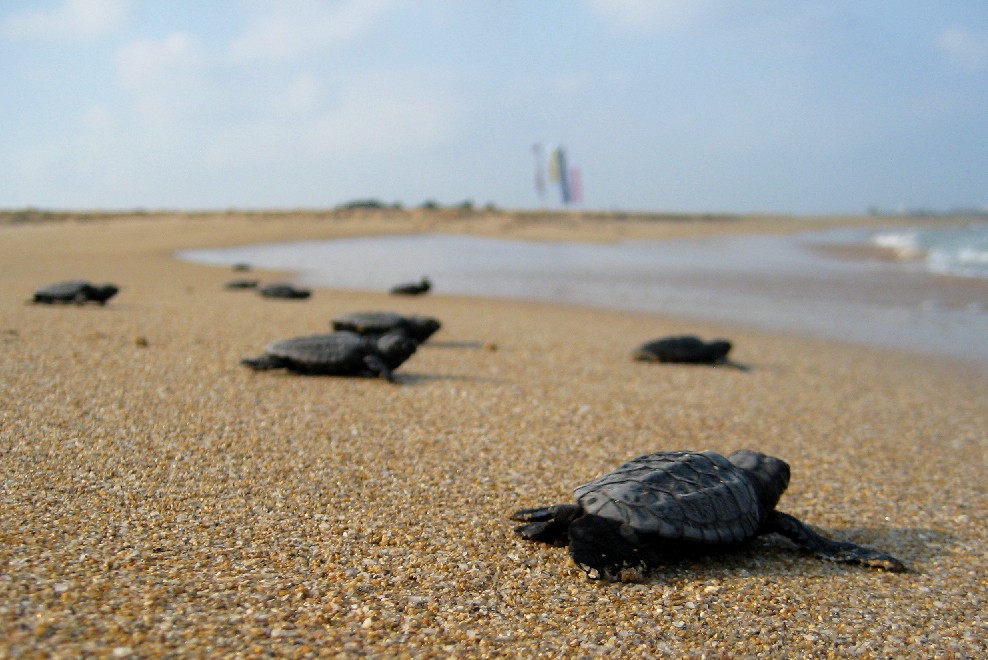 Hatchling_Loggerhead_Sea_Turtles_near_Atlit_Israel